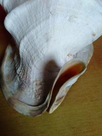 大海螺1个【24cmx22cmx20cm】