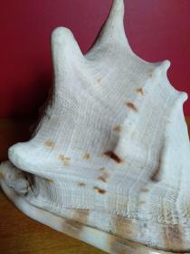 大海螺1个【24cmx22cmx20cm】