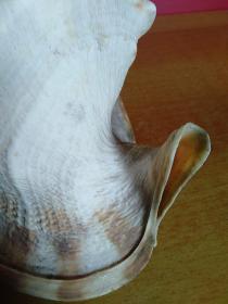 大海螺1个【24cmx22cmx20cm】