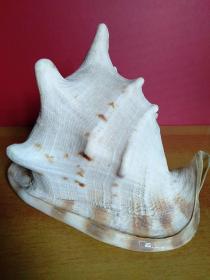 大海螺1个【24cmx22cmx20cm】