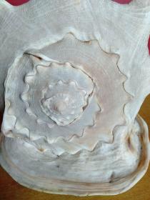 大海螺1个【24cmx22cmx20cm】