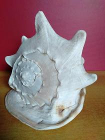 大海螺1个【24cmx22cmx20cm】