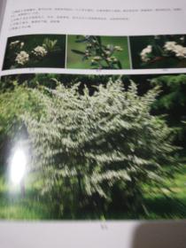 青岛园林树木图谱