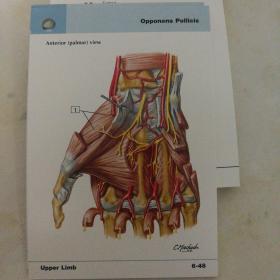 Netter's Anatomy Flash Cards Netter解剖学单词卡片,第3版