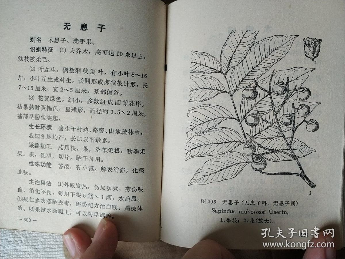 常用中草药手册