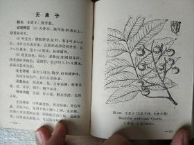 常用中草药手册