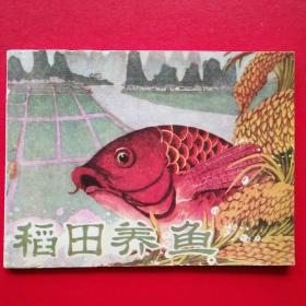 稻田养鱼  （广西版连环画，孔网稀少）一版一印，近九五品