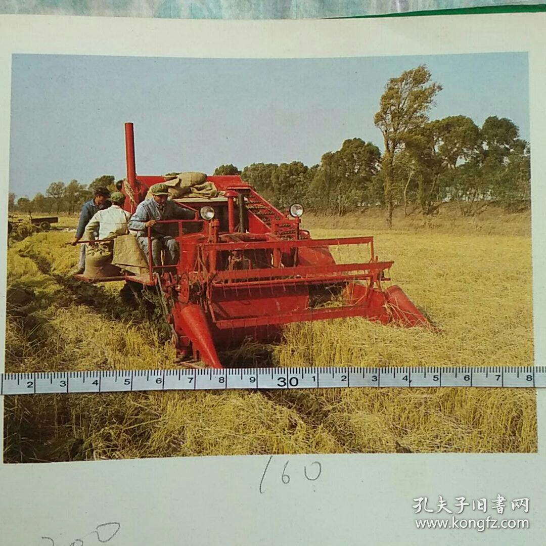 辽宁营口市水稻丰收图片（ZL82—6）