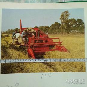 辽宁营口市水稻丰收图片（ZL82—6）