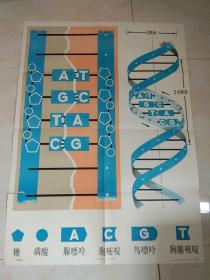 遗传和变异，挂图全12幅 氨基酸的遗传密码。基因的分离规律。基因的连锁互换规律等。
