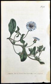 稀有精美图谱-1804年英国柯蒂斯植物铜版画－智利风铃草，手工上色