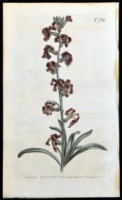 稀有精美图谱-1804年英国柯蒂斯植物铜版画－桂竹香，手工上色