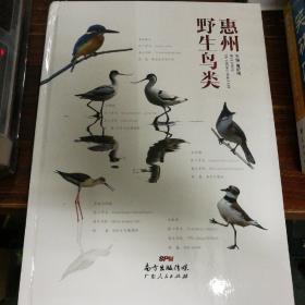惠州野生鸟类