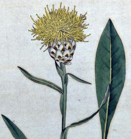 稀有1787年英国精美图谱-柯蒂斯植物铜版画62号-薄鳞菊，手工布纹纸，人工上色