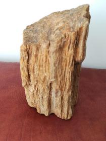 几亿年前的木化石（高16厘米），保真。