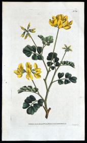 1787年稀有精美英国铜版画-柯蒂斯植物13号－ 小冠花  ，手工布纹纸，人工上色