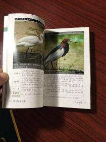 野外观鸟手册【库存书，近全新，无涂画笔迹】全彩色印刷，铜版纸精印，一版一印