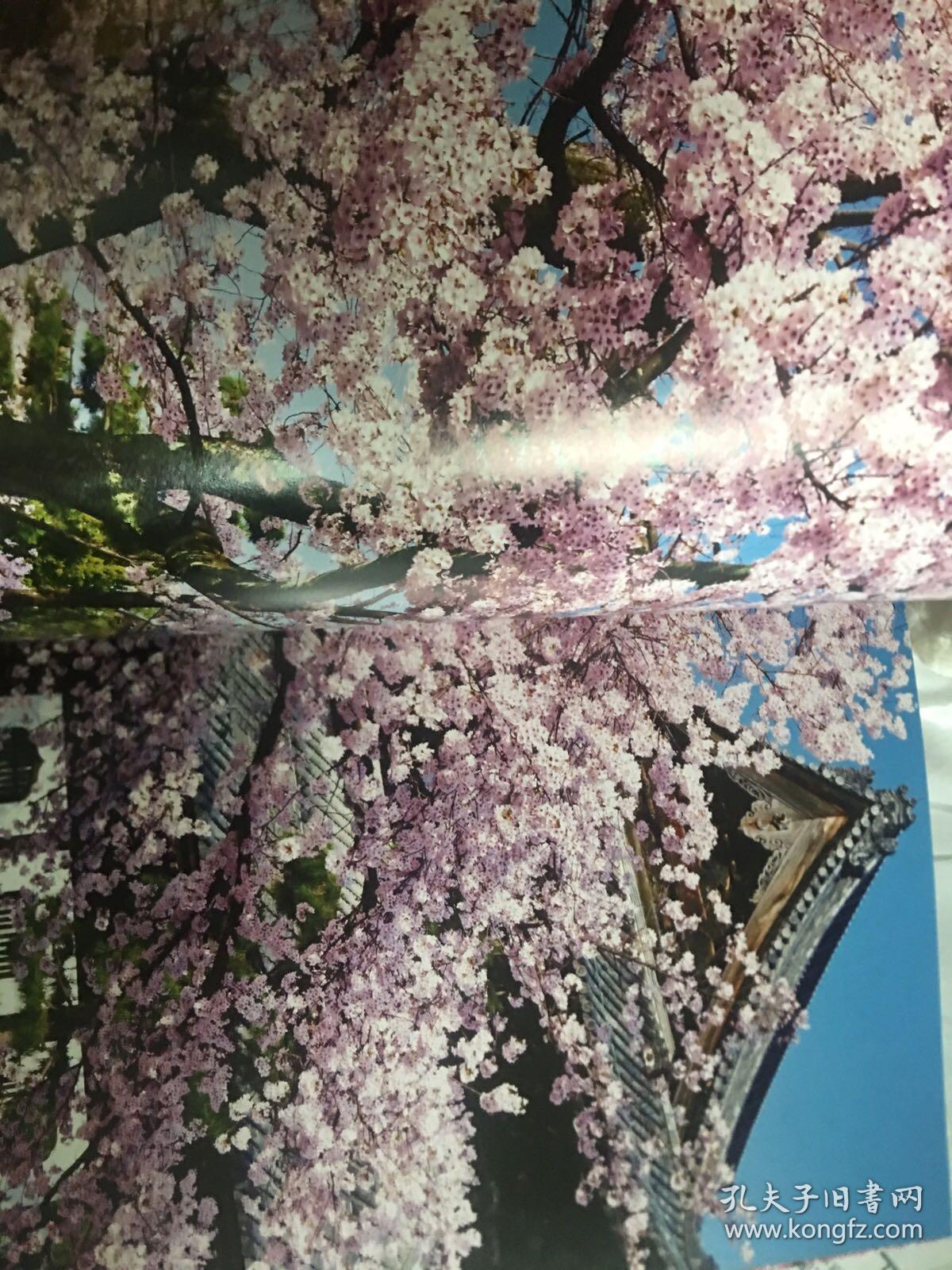 樱花 SAKURA 水野克比古 写真集