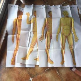 人体十四经穴图像四张全