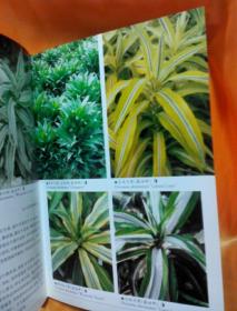 景观植物实用图鉴：精选观叶植物256种