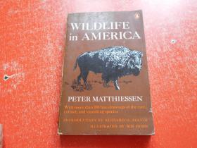 WILDLIFE IN AMERICA PETER MATTHIESSEN野生鸟类、动物----研究（英文原版）馆藏，详见图片