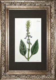 稀有精美-1822年英国柯蒂斯植物铜版画2318号-刺五加，带年代水印，手绘插画植物图谱