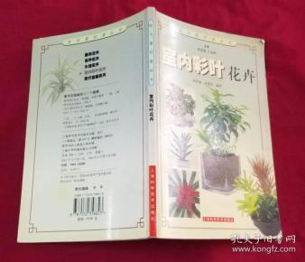 室内彩叶花卉