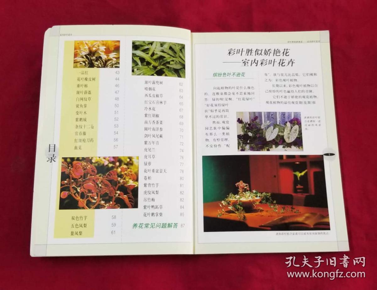 室内彩叶花卉