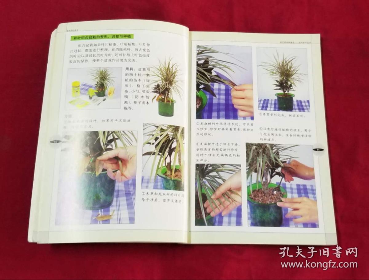 室内彩叶花卉