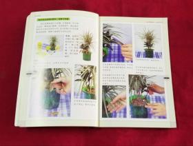 室内彩叶花卉