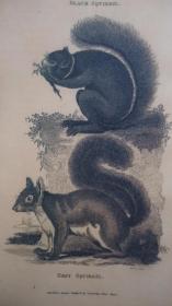 The Squirrel Book 动物文学经典《松鼠之书》全插图本精装 原书衣全 增补多张绝美彩图