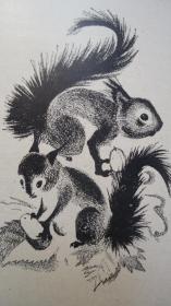 The Squirrel Book 动物文学经典《松鼠之书》全插图本精装 原书衣全 增补多张绝美彩图