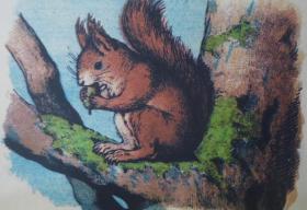 The Squirrel Book 动物文学经典《松鼠之书》全插图本精装 原书衣全 增补多张绝美彩图