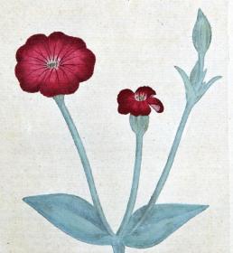 稀有1787年精美英国铜版画-柯蒂斯植物24号-麦仙翁，手工布纹纸，手工上色