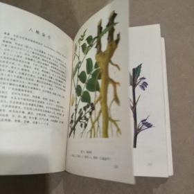 实用中草药彩色图集-第二册