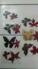 红叶、蝴蝶标本（7张1套）
