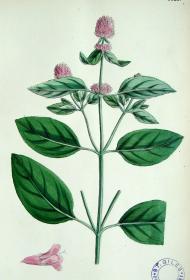 1899年版《英国植物学图谱》  — “辣薄荷”木版画手工上色/24x17cm