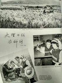 1978年云南大理县生产发展资料2页