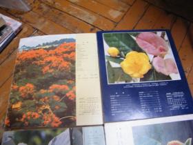 林业画报1981 创刊号 总第1.2.3.4期（4本合售）
