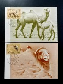 1993-3野骆驼总公司极限明信片（MC15）10套