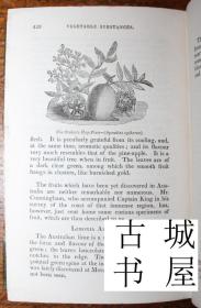 古籍，《水果和蔬菜物质的描述和历史》精美木刻插图，约1840年出版，精装