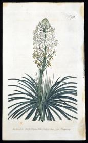 稀有精美图谱-1804年英国柯蒂斯植物铜版画748号－草叶胡麻 ，手工上色