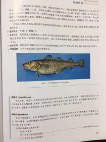 浙江海洋鱼类志