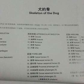 犬解剖填色图谱