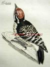 1793年版《英国鸟类图谱：大斑啄木鸟》—彩色铜版画 手工上色 手工纸 29x23cm