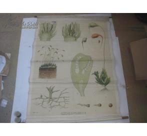 5-60年代生物教学挂图一幅 葫芦藓 竹轴装裱 97/72厘米