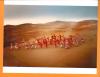 【316596】【摄影作品专场】参赛作品照片 沙漠之舞 自然风光类，拍摄时间2010年前后