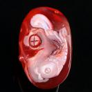 纯天然柿子红南红玛瑙巧雕鲤鱼吊坠