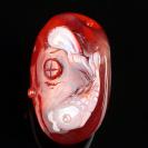 纯天然柿子红南红玛瑙巧雕鲤鱼吊坠