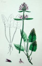 1880年版《英国植物学图谱》—“ 洋水苏”/木版画手工上色/25x17cm